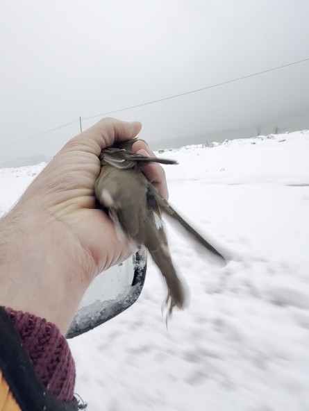 donmak-uzere-olan-kusu-aracina-alarak-isitti