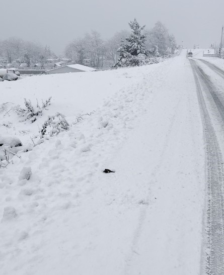 donmak-uzere-olan-kusu-aracina-alarak-isitti