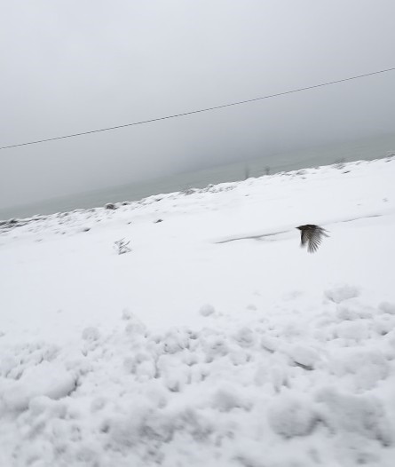 donmak-uzere-olan-kusu-aracina-alarak-isitti