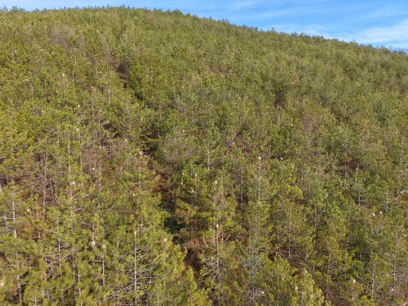 hem-agaca-hem-insanlara-zarari-var-samsun-ormanlarinda-cam-kese-tirtili-istilasi