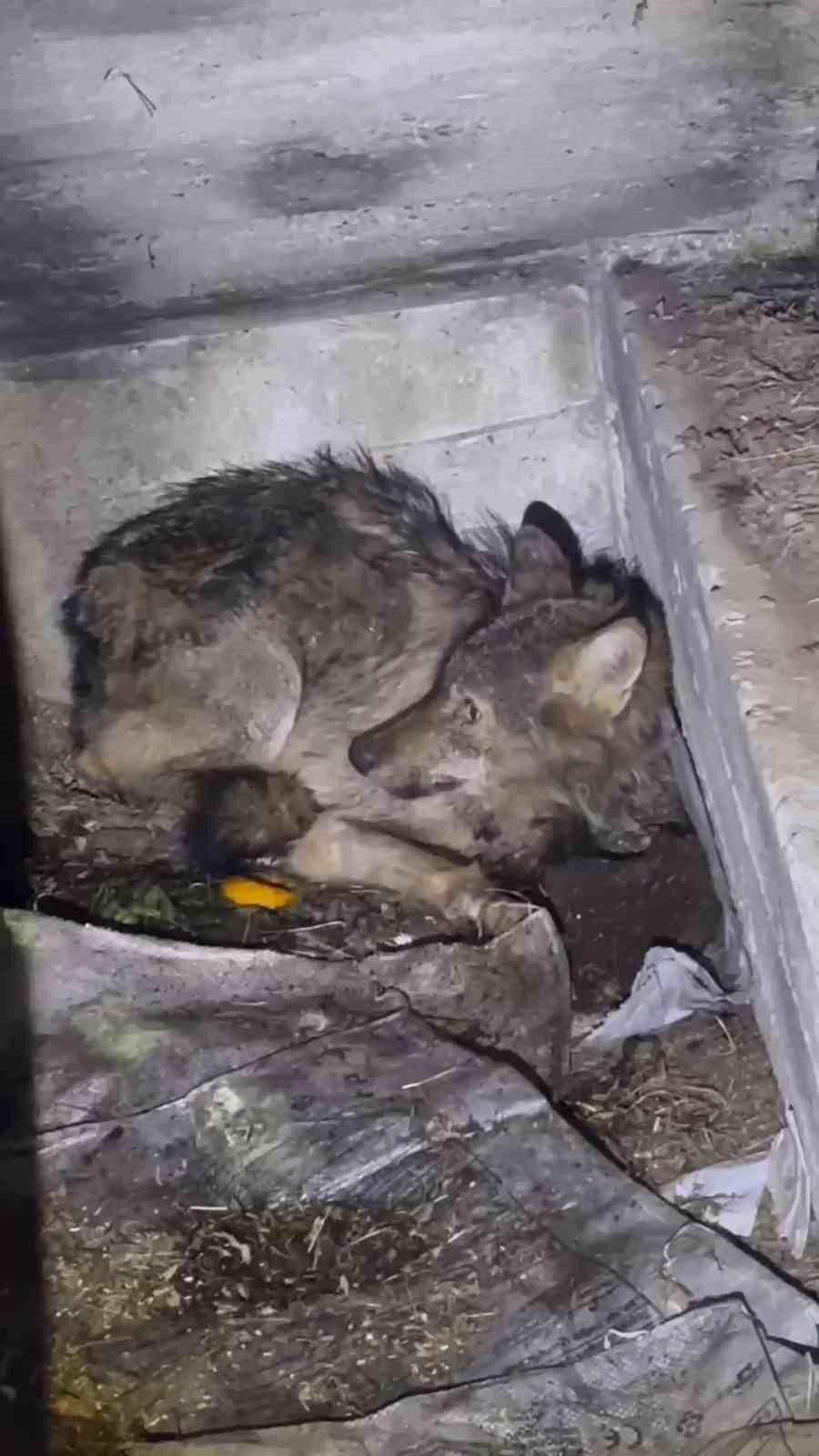 kar-nedeniyle-ac-kalan-kurt-kopek-barinagina-sigindi