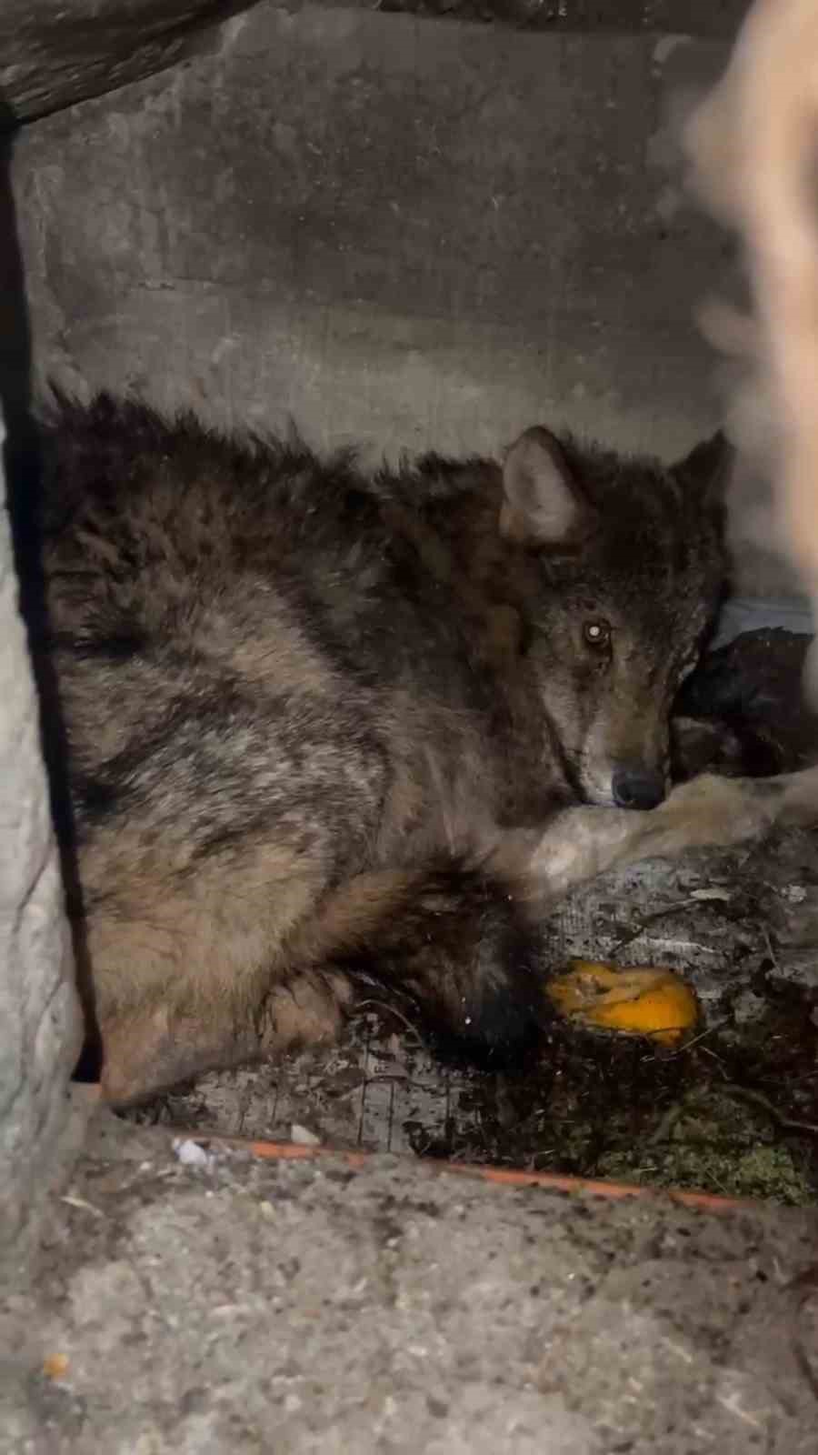 kar-nedeniyle-ac-kalan-kurt-kopek-barinagina-sigindi