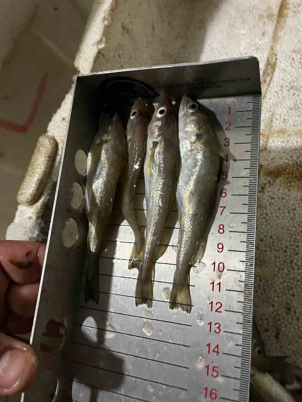 kastamonuda-usulsuz-avlanan-1-ton-335-kilogram-baliga-el-konuldu