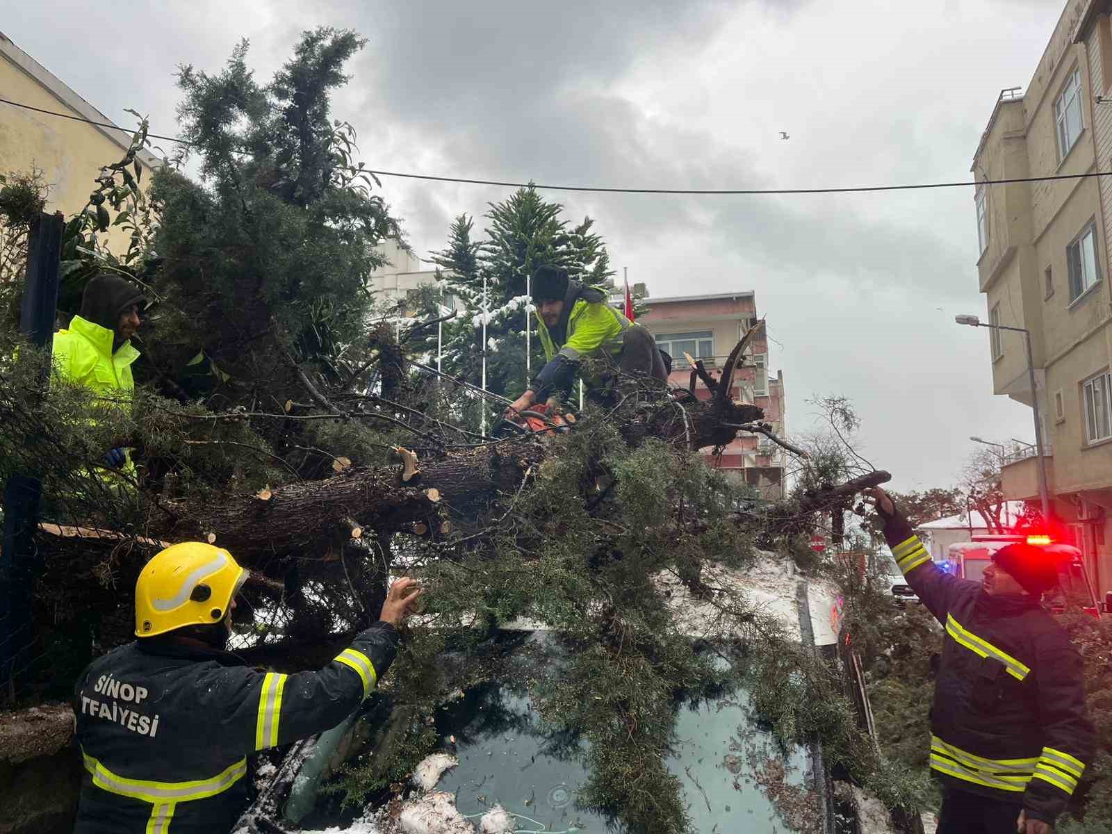 kokunden-sokulen-agac-park-halindeki-aracin-uzerine-devrildi