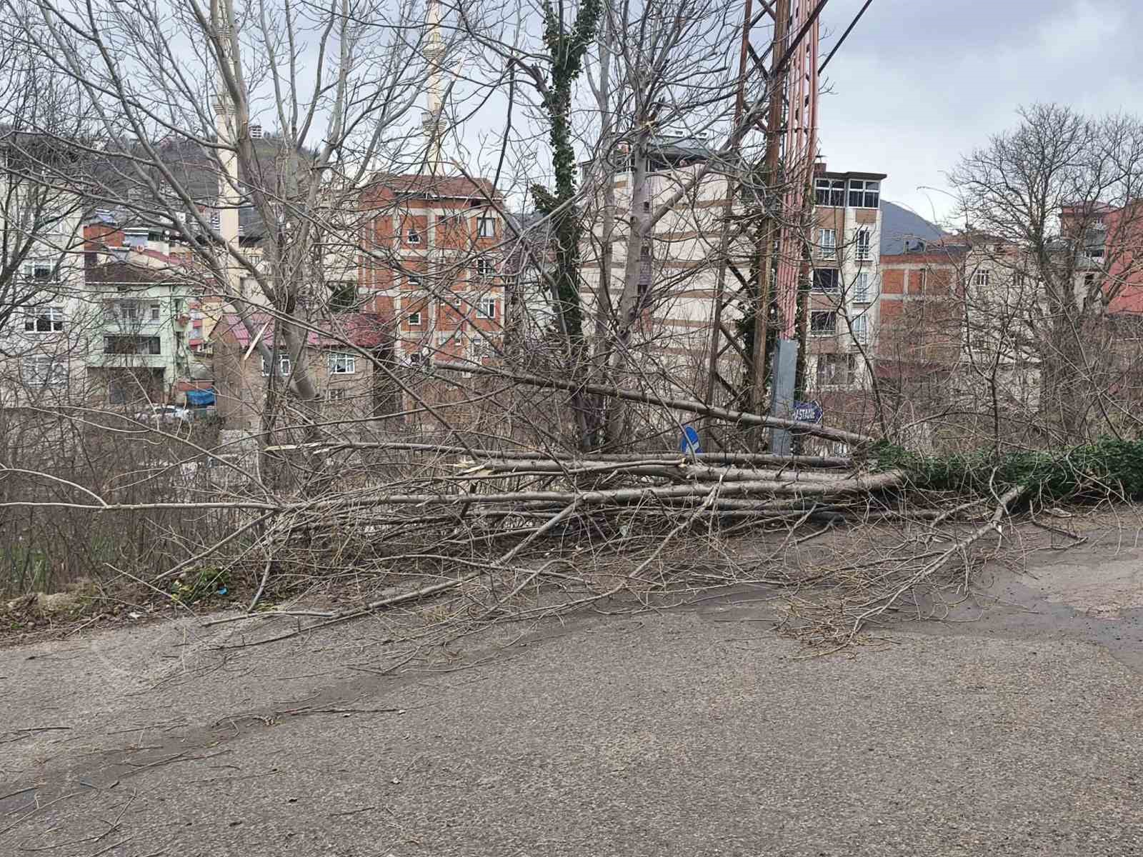 orduda-firtina-nedeniyle-cati-uctu-agac-devrildi