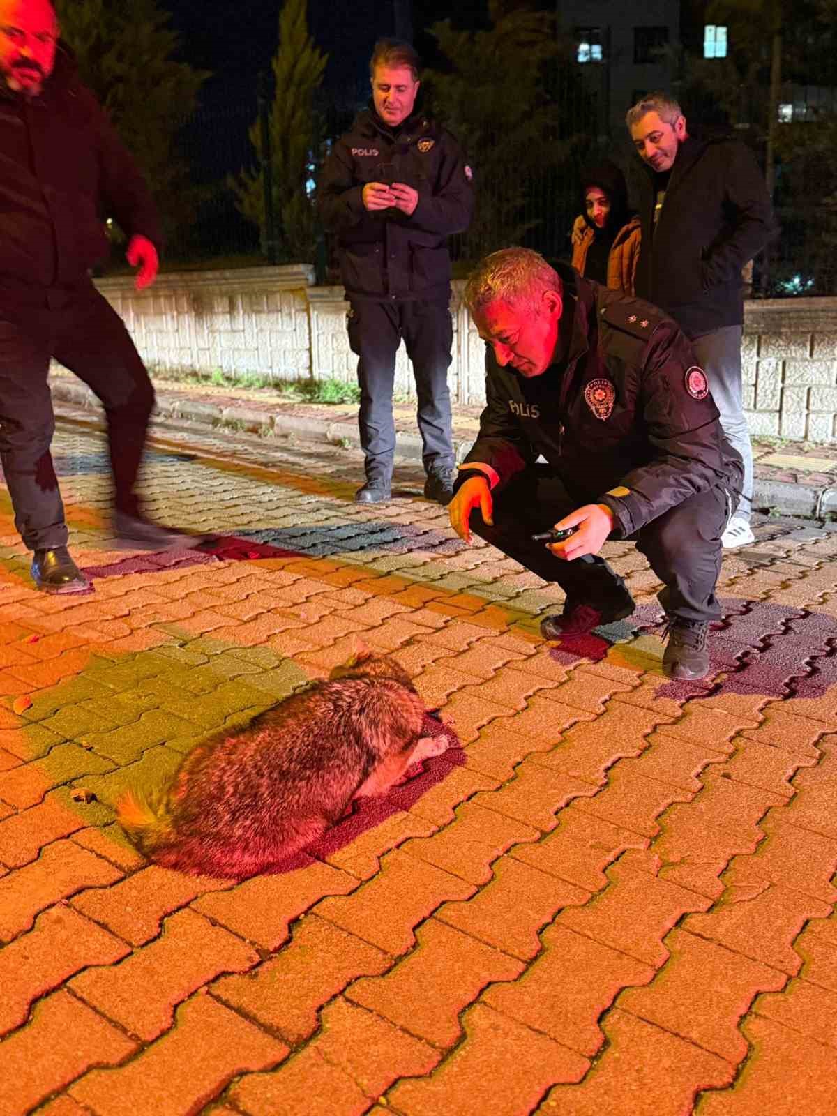 samsunda-sehre-inen-cakala-polis-ekiplerinden-sefkat-eli
