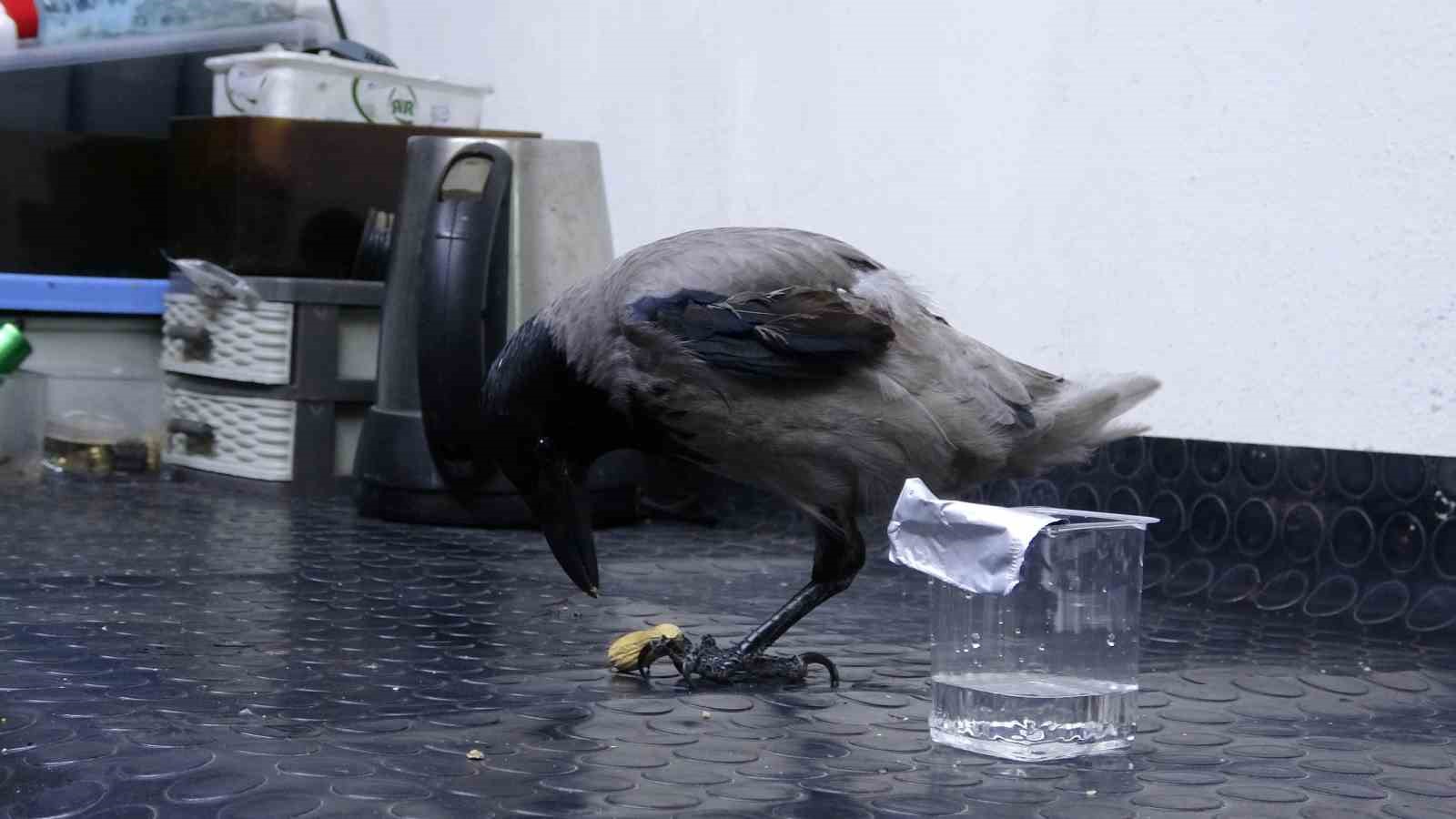 tamirci-ciragi-karga