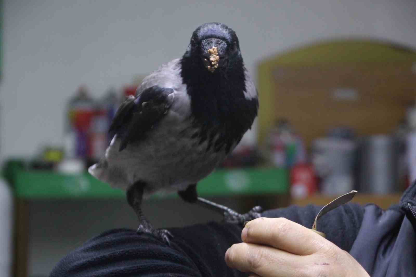 tamirci-ciragi-karga