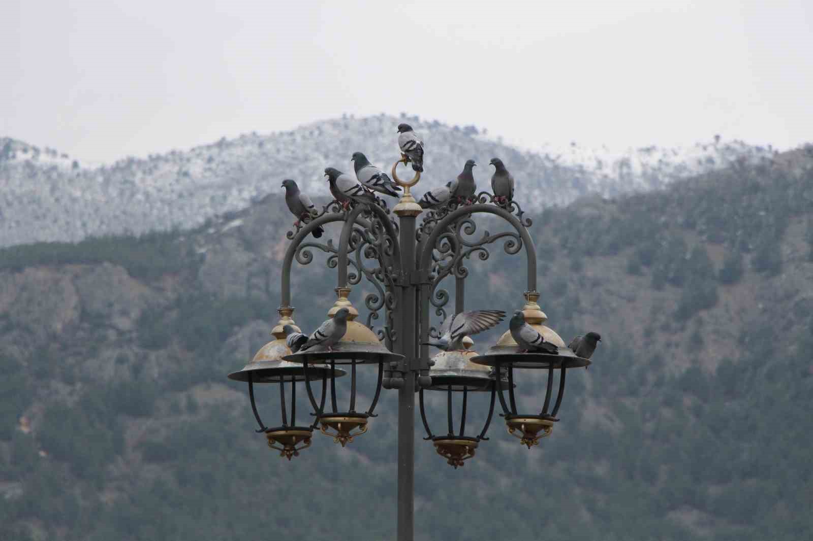 yemci-dede-20-yildir-sokaklardaki-guvercinleri-beslemeden-kahvalti-yapmiyor