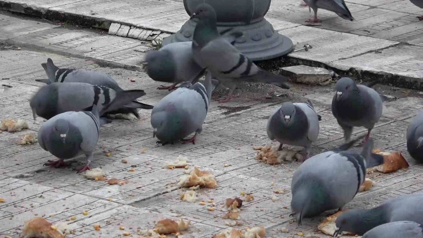 yemci-dede-20-yildir-sokaklardaki-guvercinleri-beslemeden-kahvalti-yapmiyor