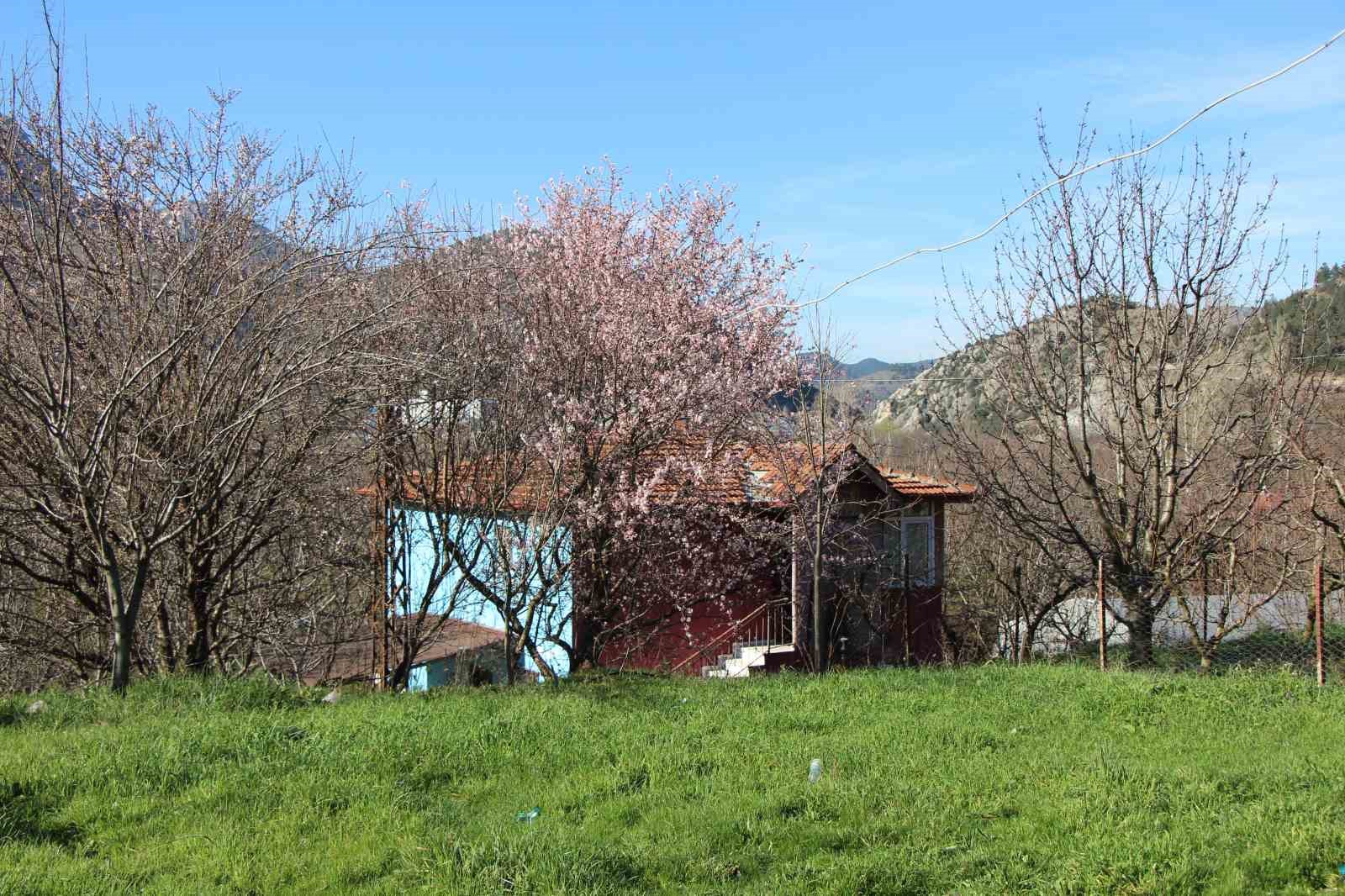 amasyada-badem-agaclari-cicek-acti