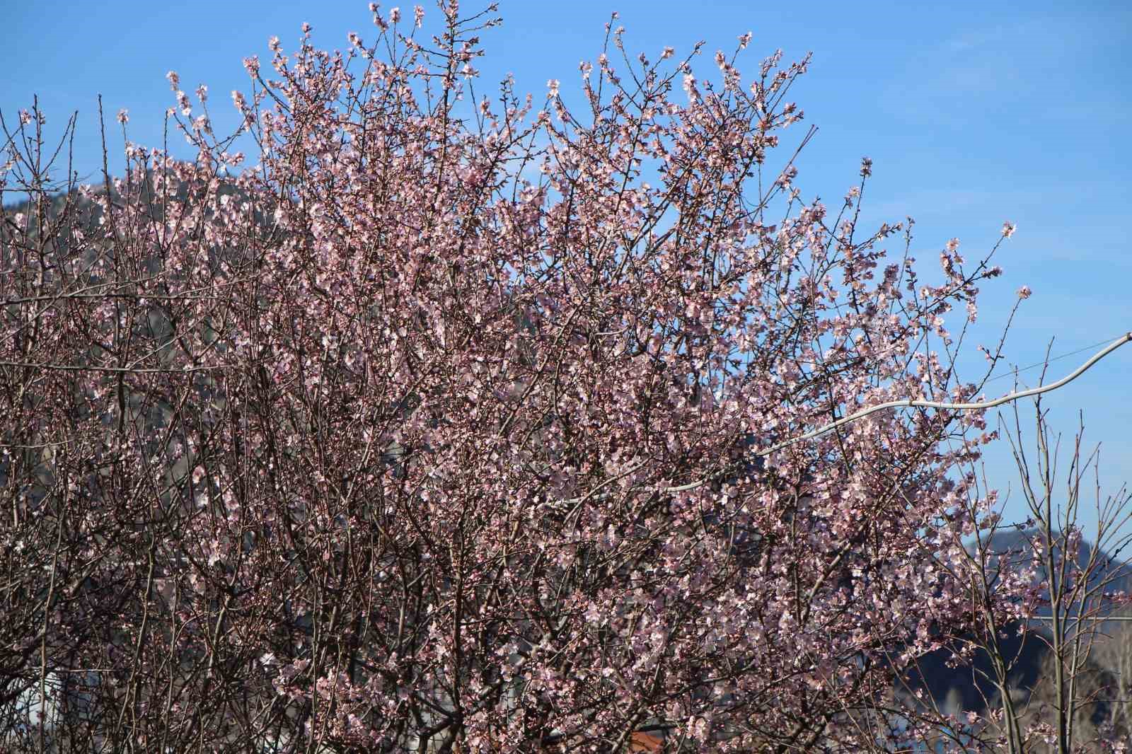 amasyada-badem-agaclari-cicek-acti