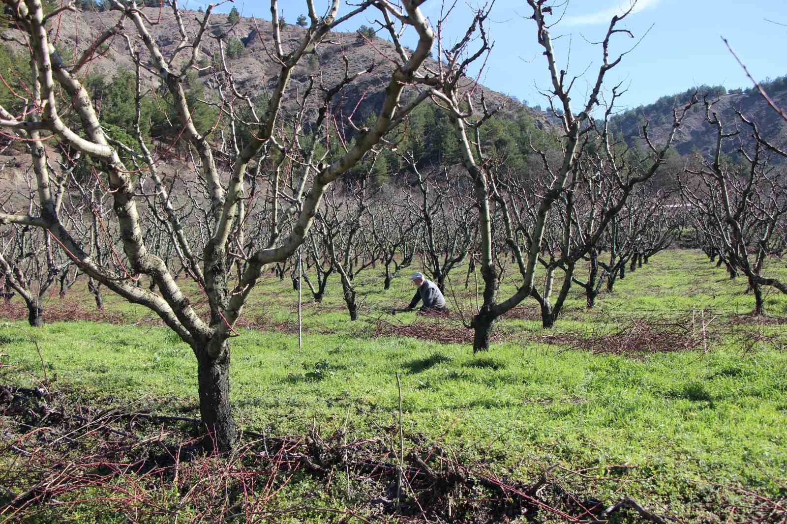 amasyada-badem-agaclari-cicek-acti