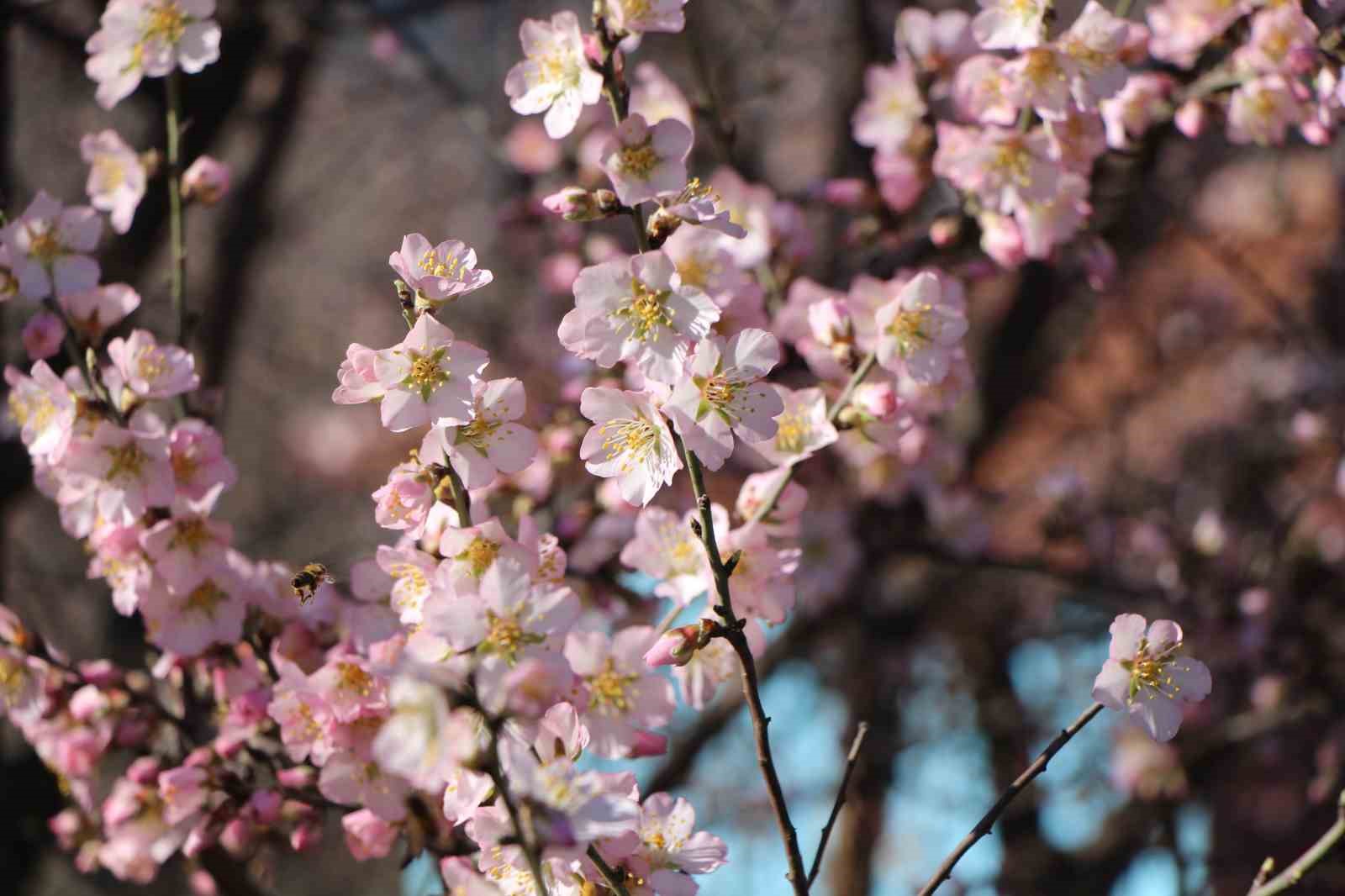 amasyada-badem-agaclari-cicek-acti