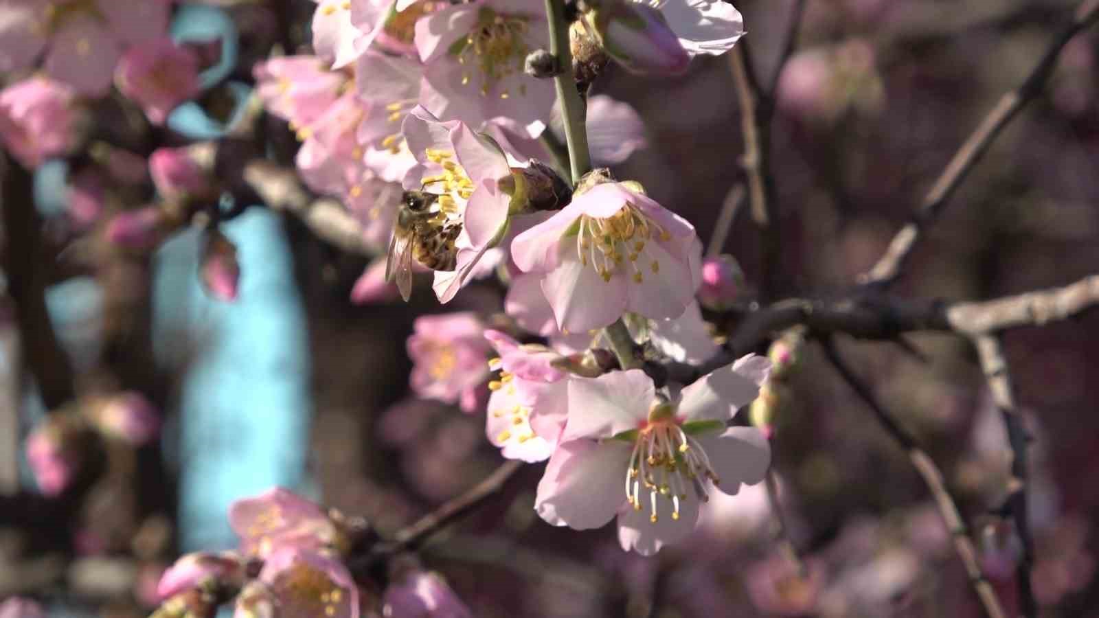 amasyada-badem-agaclari-cicek-acti