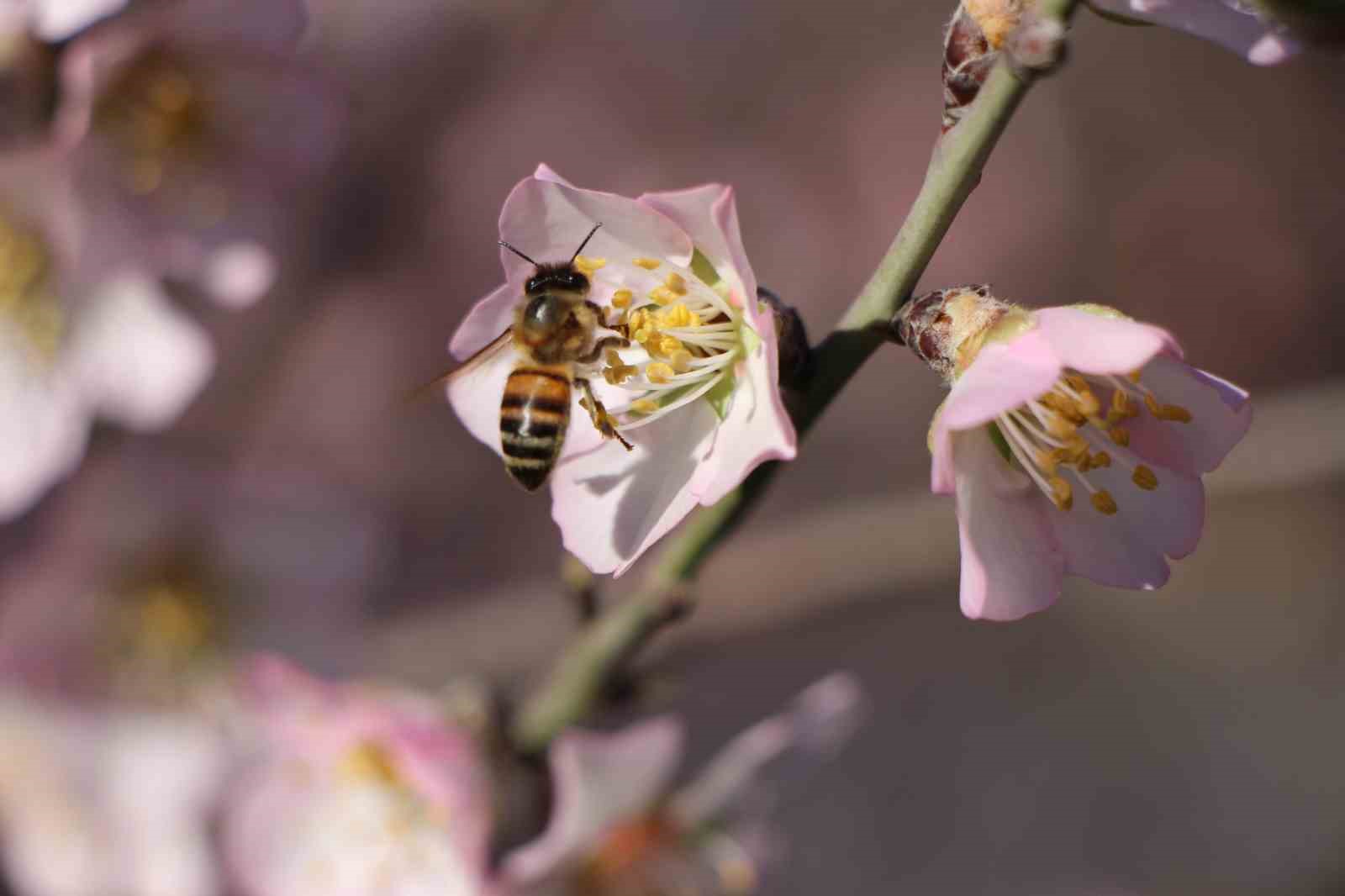 amasyada-badem-agaclari-cicek-acti