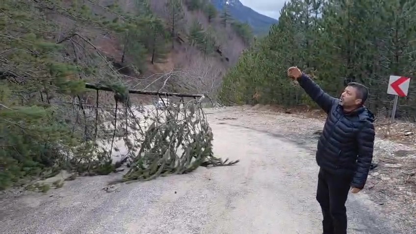 amasyada-ormanlik-alanda-heyelan-agaclar-devrildi