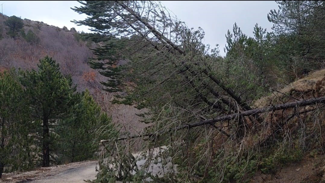 amasyada-ormanlik-alanda-heyelan-agaclar-devrildi