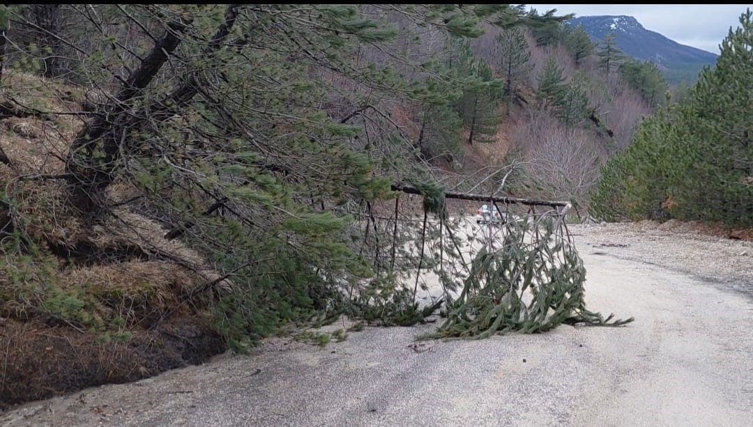 amasyada-ormanlik-alanda-heyelan-agaclar-devrildi