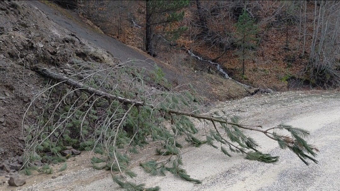 amasyada-ormanlik-alanda-heyelan-agaclar-devrildi