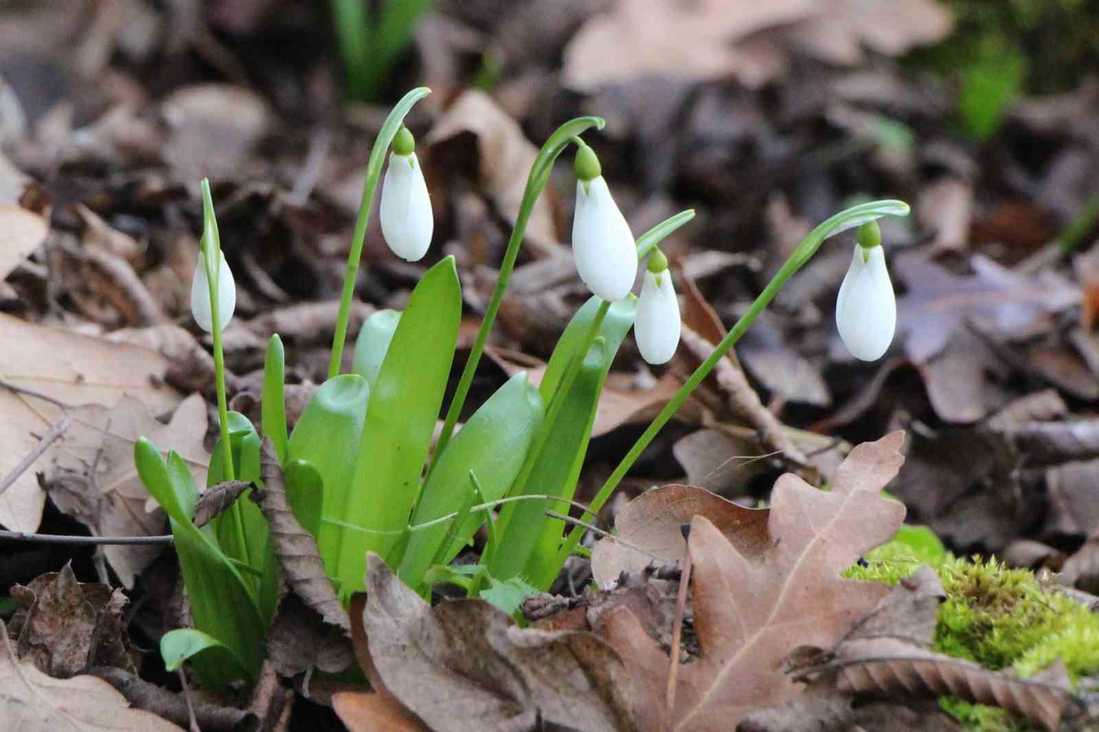amasyanin-daglarinda-cicekler-acmaya-basladi-anadoludaki-bitkiler-milli-servet