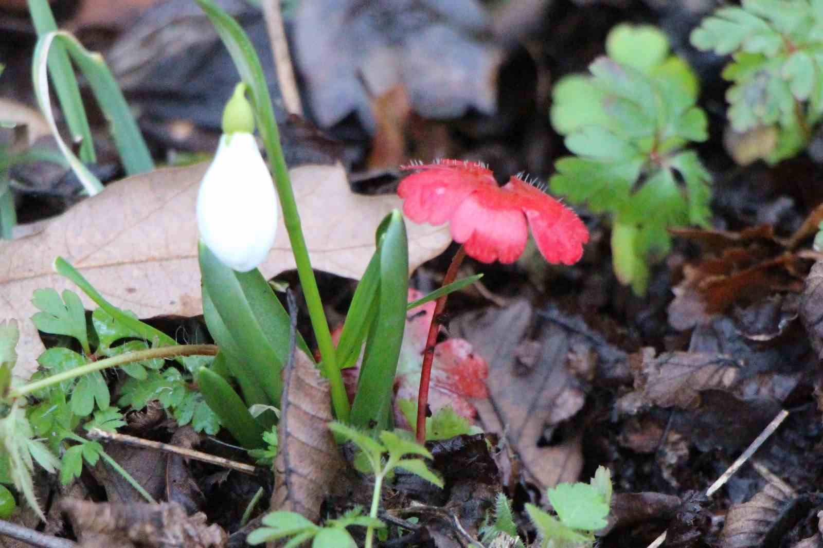 amasyanin-daglarinda-cicekler-acmaya-basladi-anadoludaki-bitkiler-milli-servet