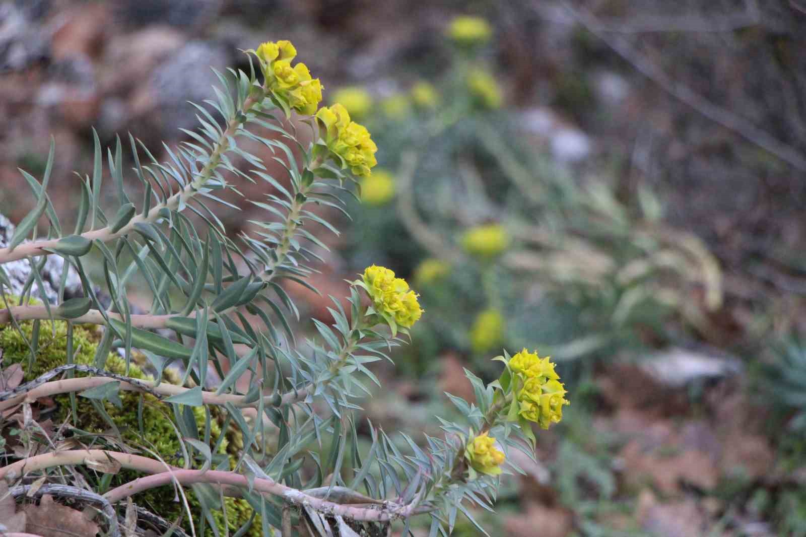 amasyanin-daglarinda-cicekler-acmaya-basladi-anadoludaki-bitkiler-milli-servet
