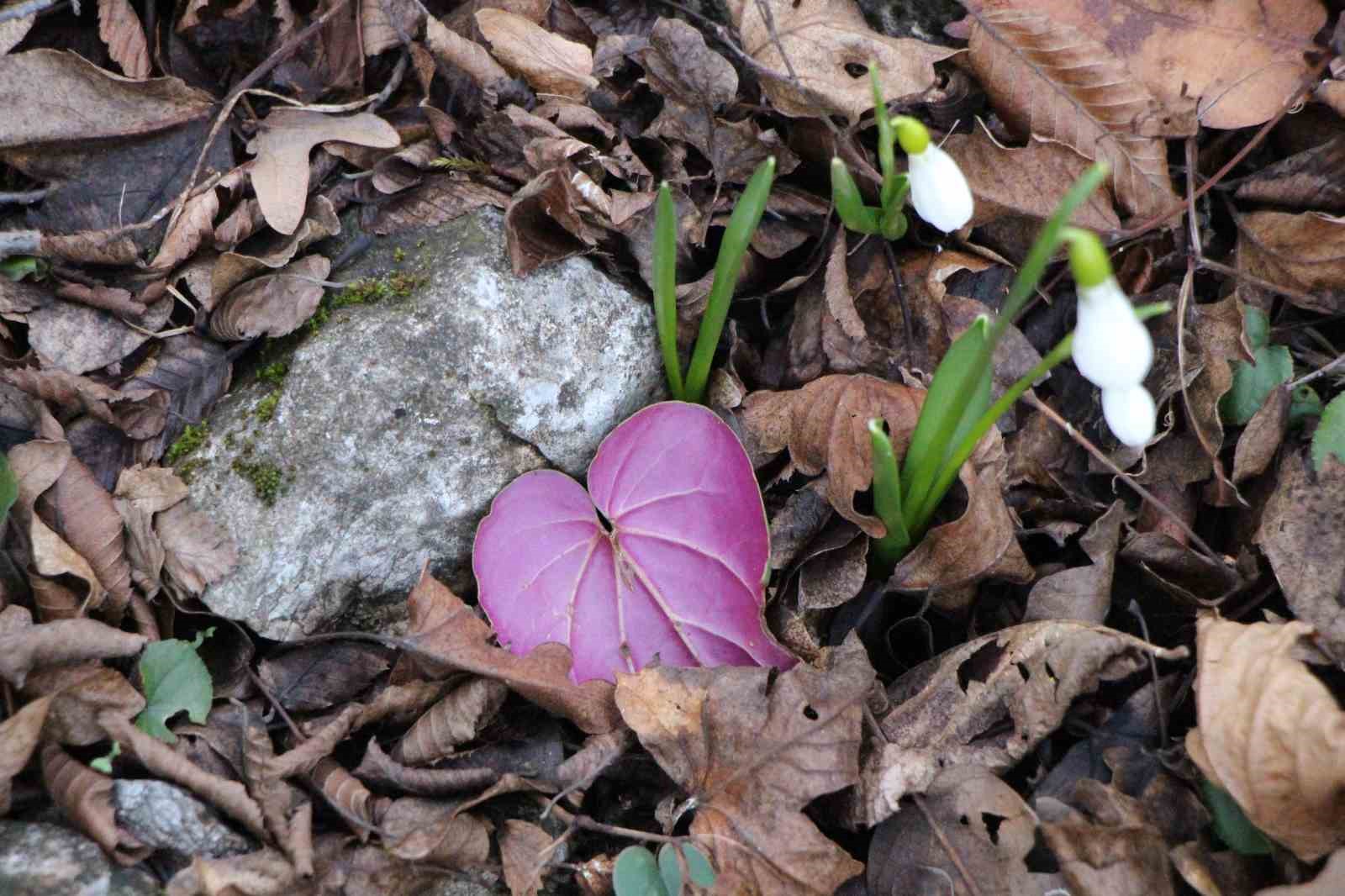 amasyanin-daglarinda-cicekler-acmaya-basladi-anadoludaki-bitkiler-milli-servet