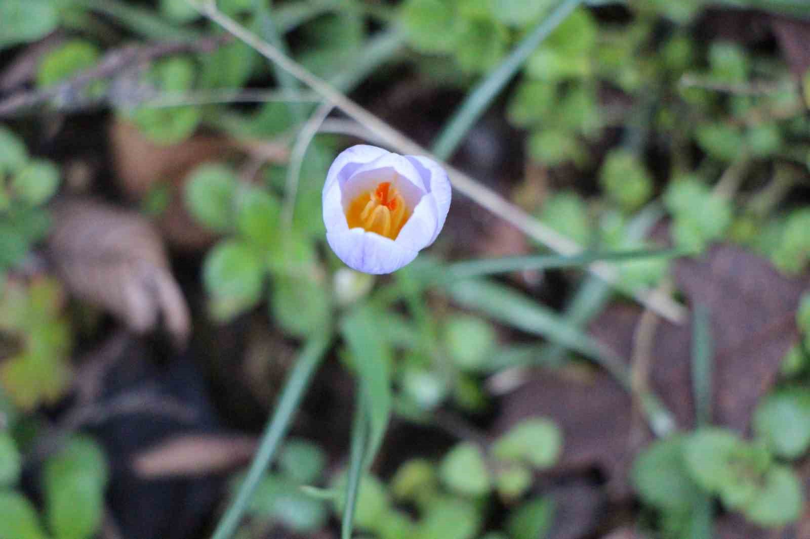 amasyanin-daglarinda-cicekler-acmaya-basladi-anadoludaki-bitkiler-milli-servet