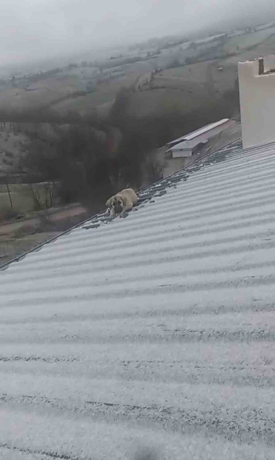 baba-ogul-catida-olumun-esigindeki-yavru-kopegi-kurtardi