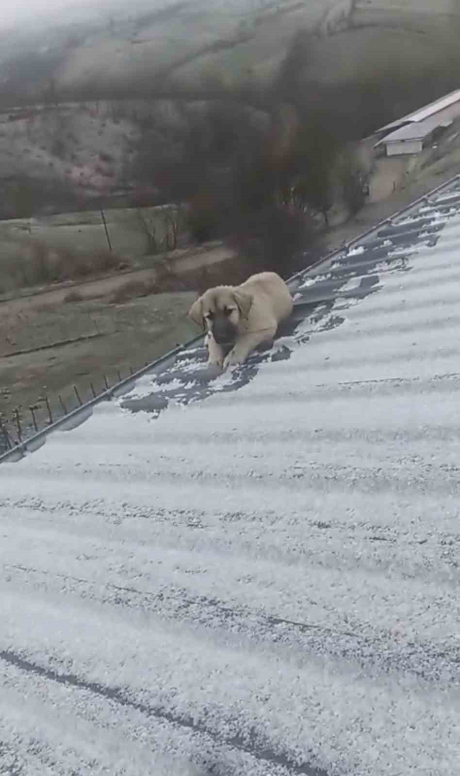 baba-ogul-catida-olumun-esigindeki-yavru-kopegi-kurtardi