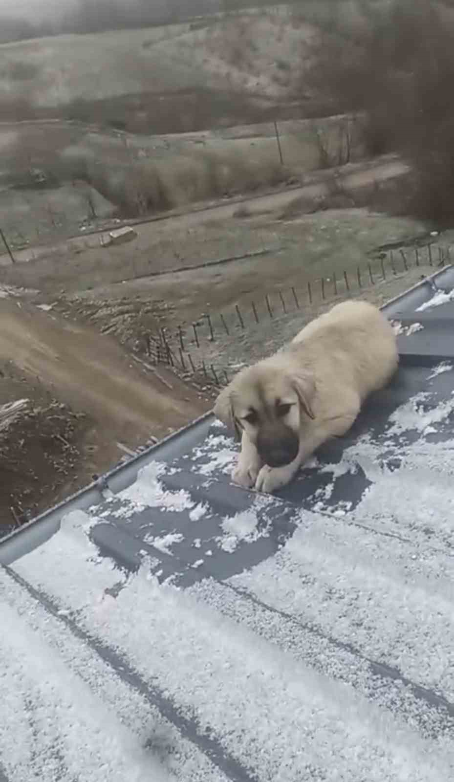 baba-ogul-catida-olumun-esigindeki-yavru-kopegi-kurtardi