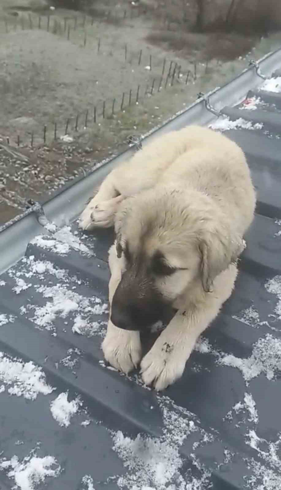 baba-ogul-catida-olumun-esigindeki-yavru-kopegi-kurtardi