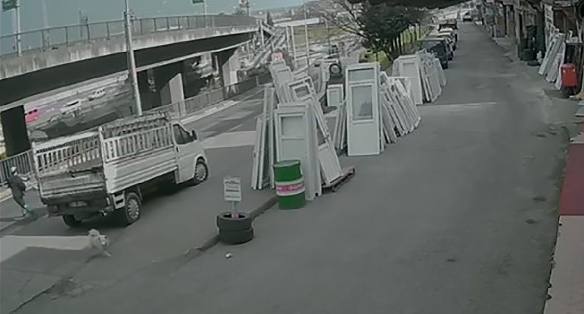 basibos-kopekler-tehlike-saciyor