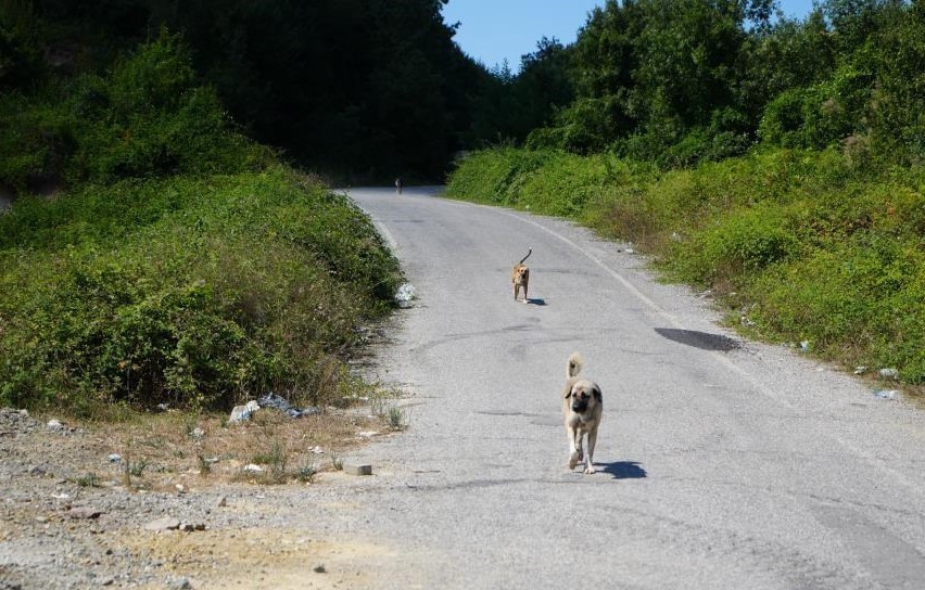 basibos-kopekler-tehlike-saciyor