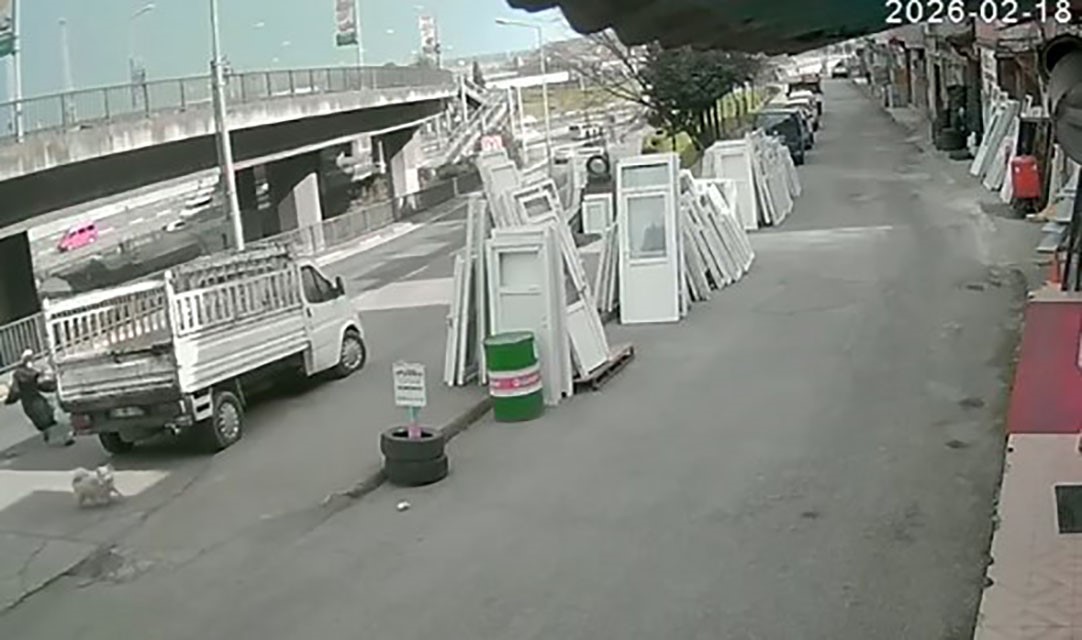 basibos-kopekler-tehlike-saciyor