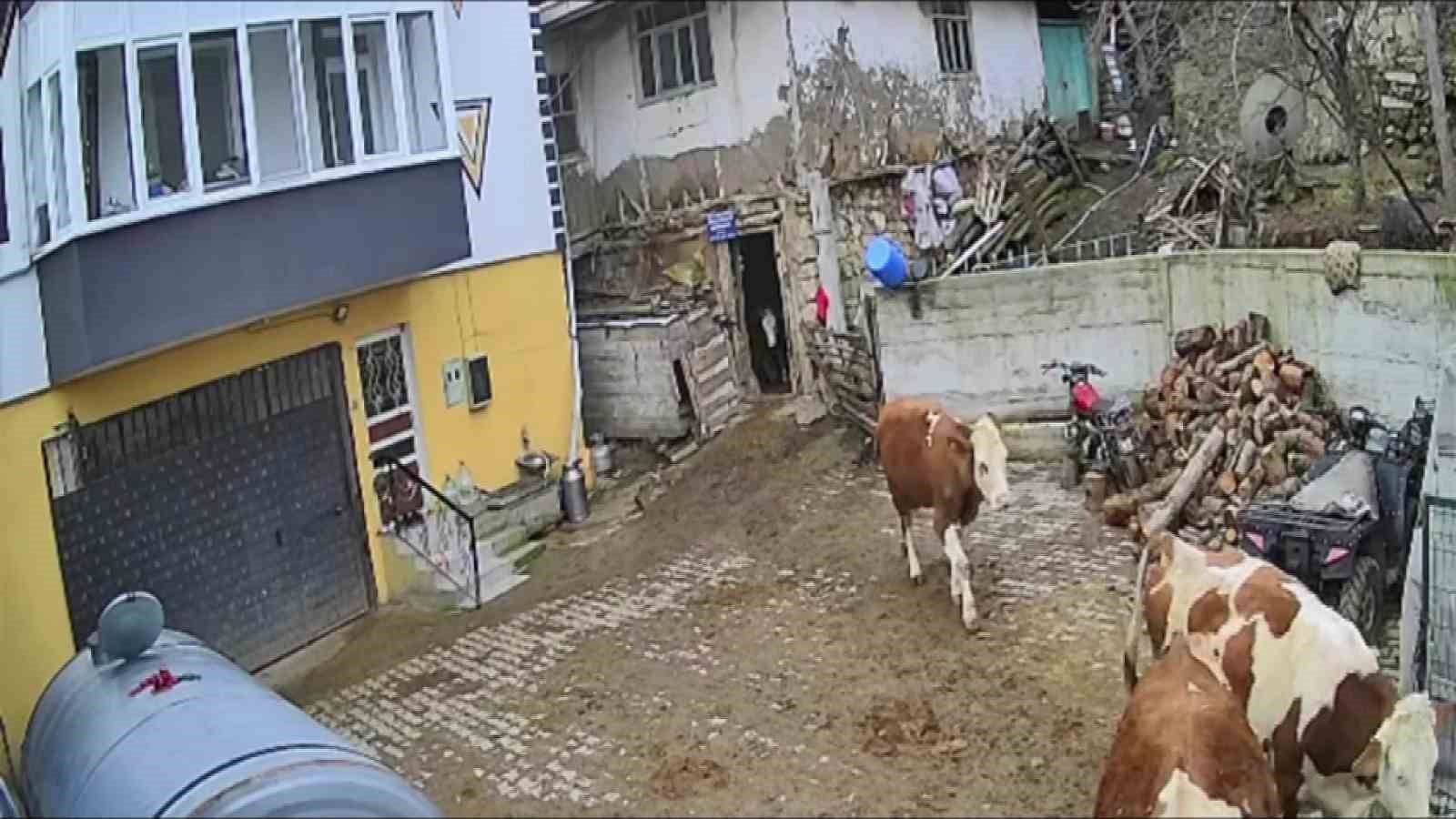 bir-bidon-sutu-deviren-gencin-caresiz-anlari-kamerada