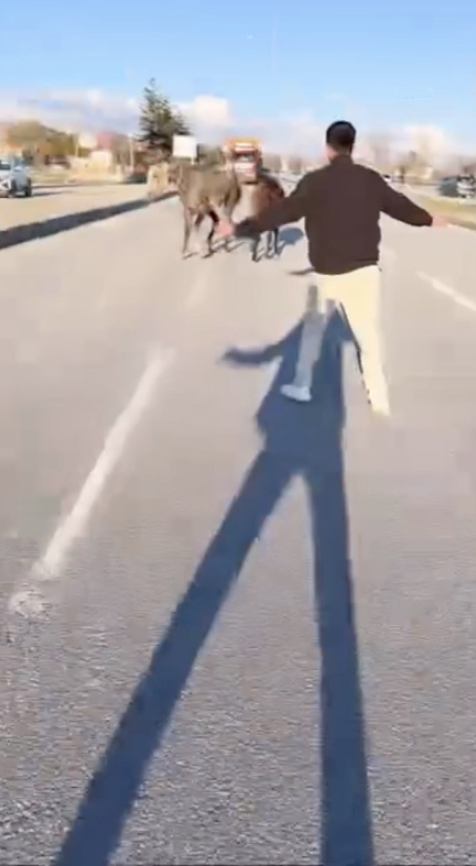 corumda-basibos-atlar-trafigi-tehlikeye-atti-o-anlar-kamerada