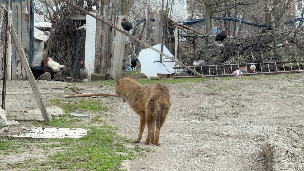 karabukte-yerlesim-yerine-inen-hasta-cakal-tedavi-edilip-dogaya-salindi