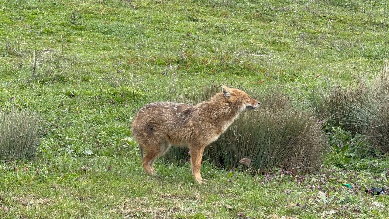 karabukte-yerlesim-yerine-inen-hasta-cakal-tedavi-edilip-dogaya-salindi