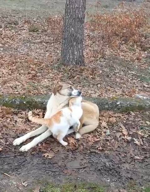 kedi-ve-kopegin-dostlugu-yuzleri-guldurdu