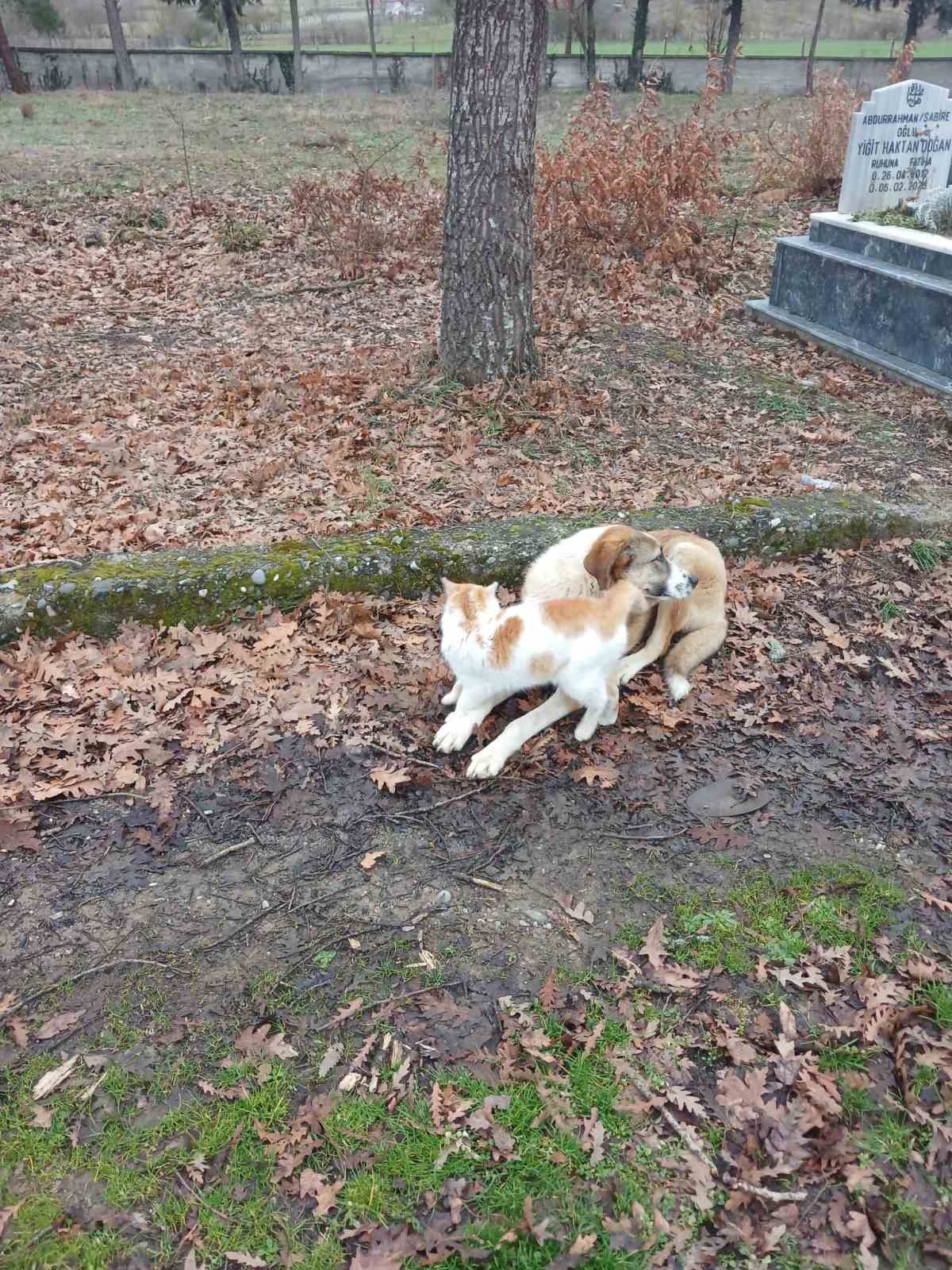 kedi-ve-kopegin-dostlugu-yuzleri-guldurdu