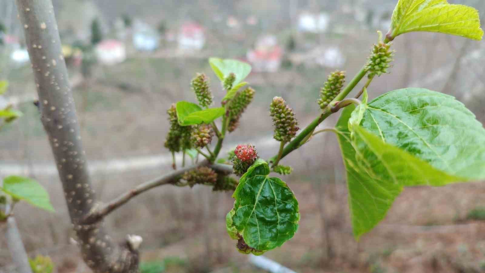 kis-ortasinda-yalanci-bahara-aldanan-karayemis-ve-dut-agaclari-cicek-acip-meyve-verdi