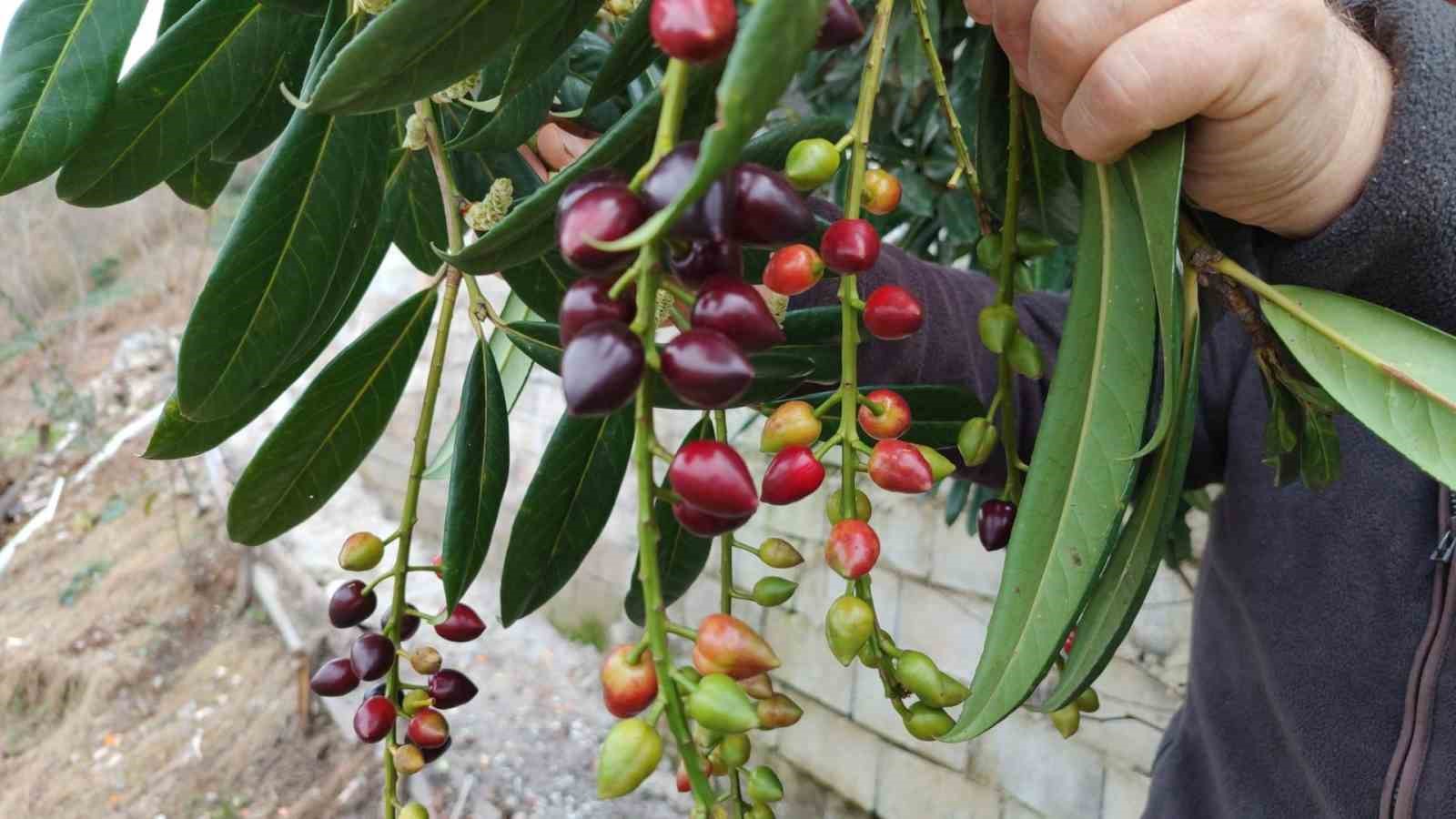 kis-ortasinda-yalanci-bahara-aldanan-karayemis-ve-dut-agaclari-cicek-acip-meyve-verdi