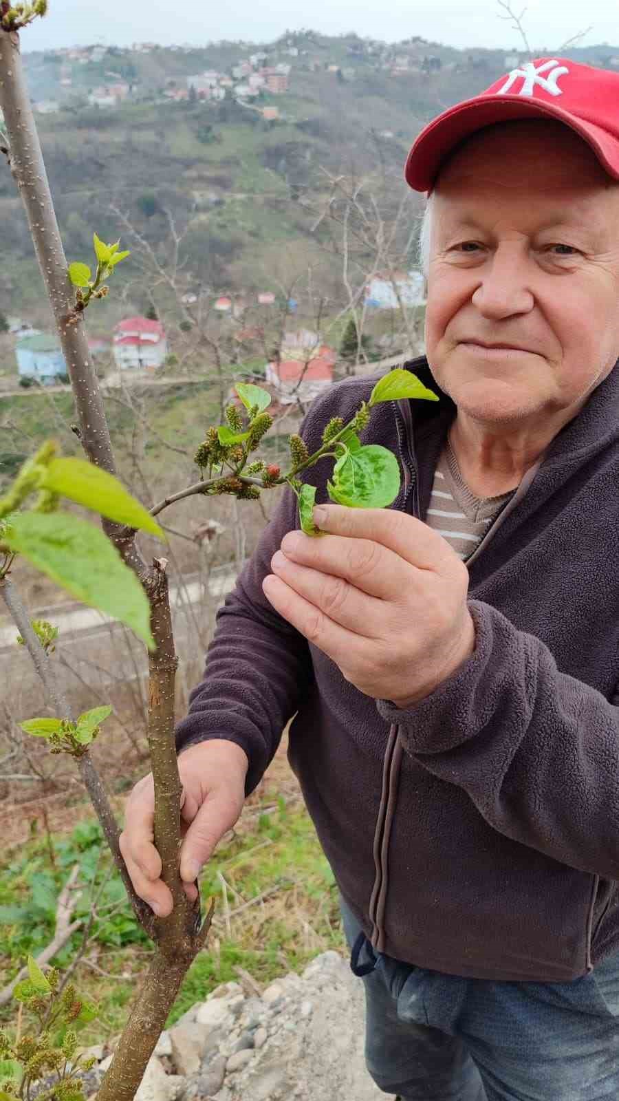 kis-ortasinda-yalanci-bahara-aldanan-karayemis-ve-dut-agaclari-cicek-acip-meyve-verdi