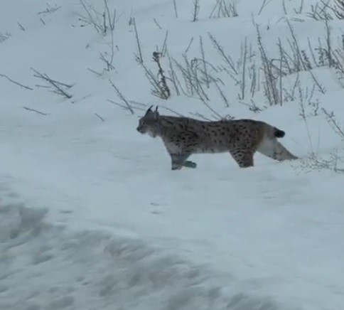 nesli-tukenme-tehlikesi-altinda-bulunan-iri-cusseli-vasak-bayburt-kirsalinda-goruldu
