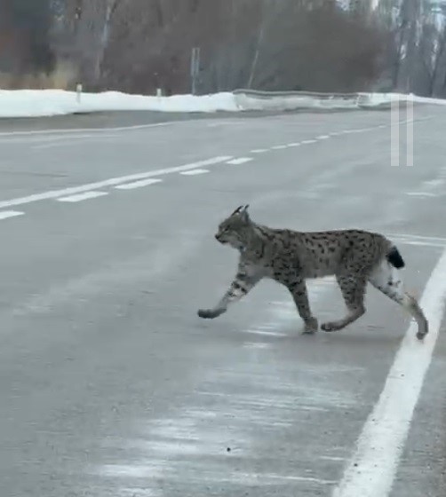 nesli-tukenme-tehlikesi-altinda-bulunan-iri-cusseli-vasak-bayburt-kirsalinda-goruldu