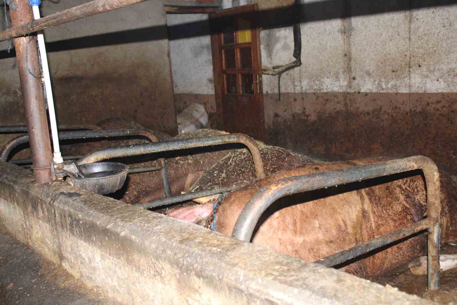 orduda-ahir-yangini-27-buyukbas-hayvan-telef-oldu