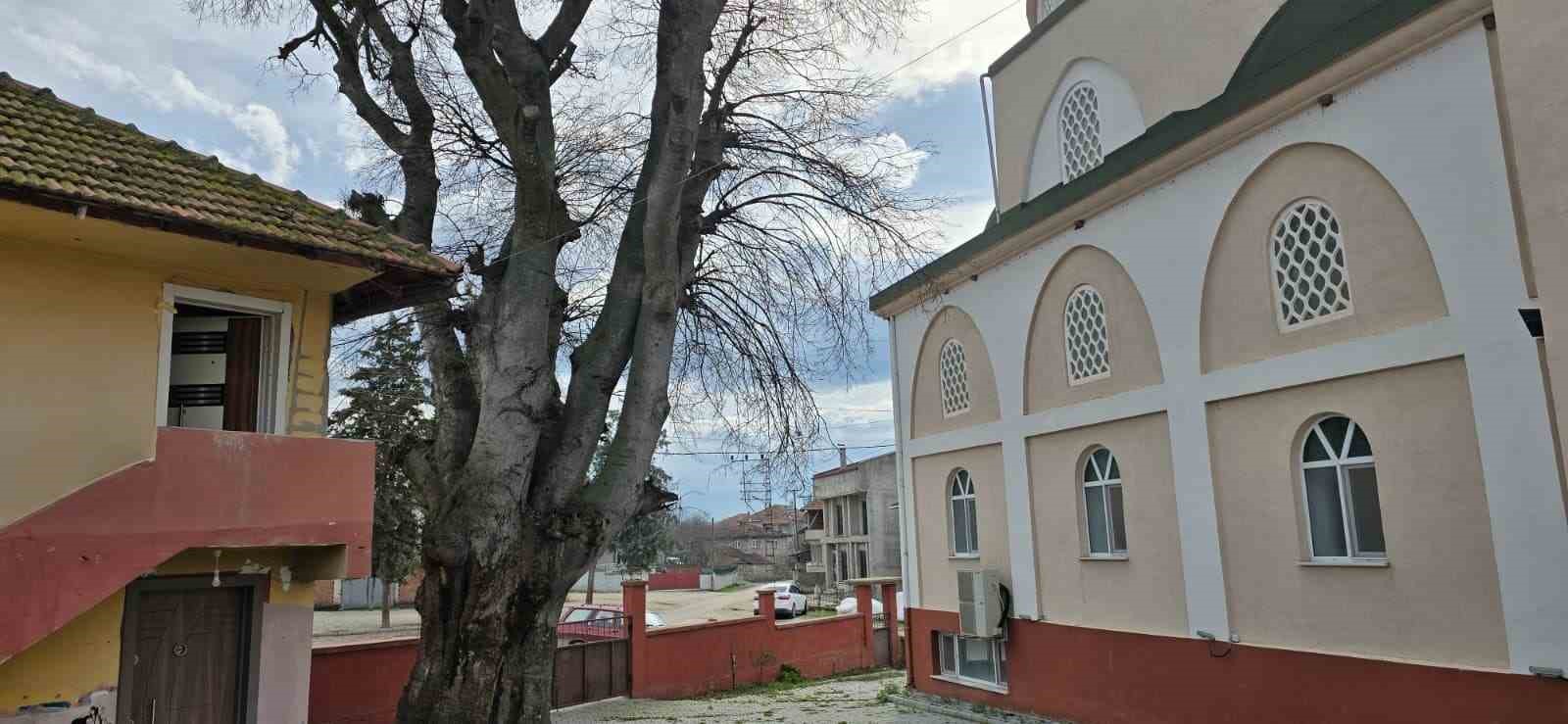 samsunda-asirlik-citlembik-agaci-icin-koruma-cagrisi