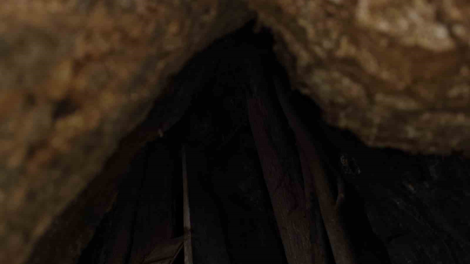 samsunda-asirlik-citlembik-agaci-icin-koruma-cagrisi